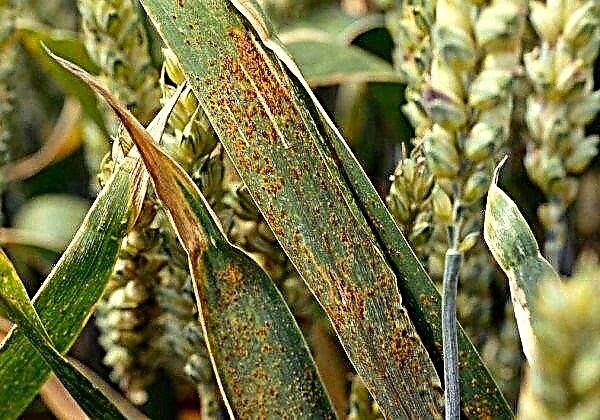 In Ukraine identified varieties of wheat resistant to smut
