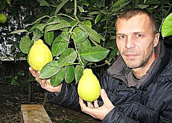 Ukrainska bonde odlar limefrukter och apelsiner i en underjordisk grotta