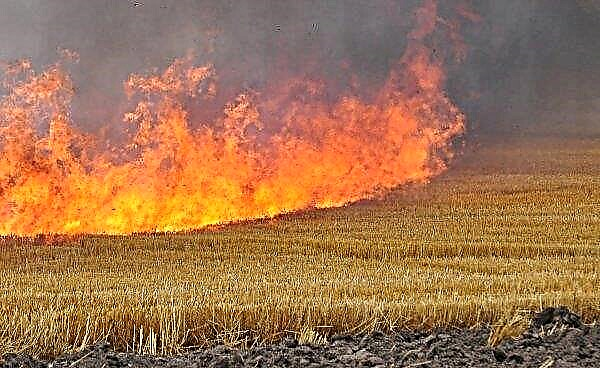 50 hektar korn brent i Donetsk-regionen