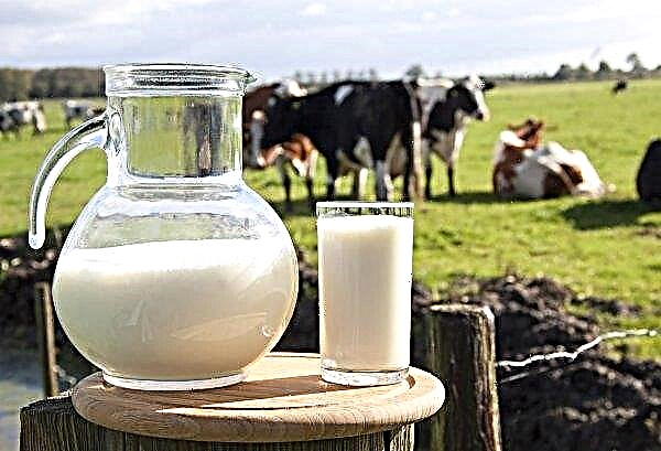 Zhytomyr reģionā attīstās ģimenes piena fermas