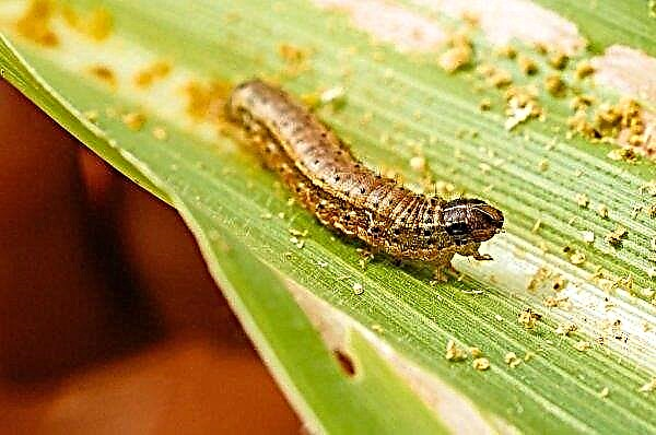 China discovered army worm in crops in Gansu province