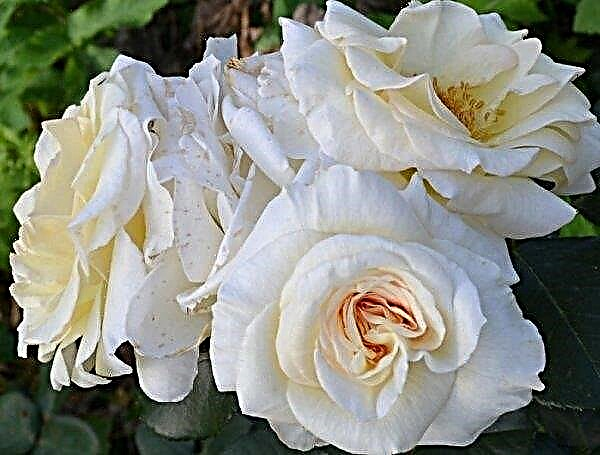 Rosa Schneewalzer: description and characteristics of roses, methods of propagation, cultivation and care