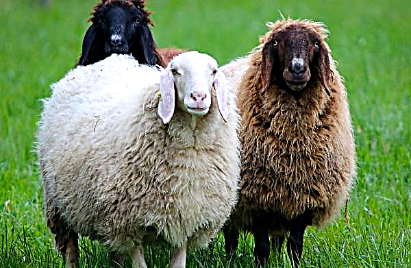 Le pecore dal Sudafrica si stabiliranno nel territorio di Stavropol
