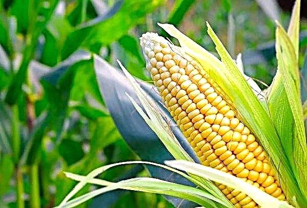 Ukraine exports more corn