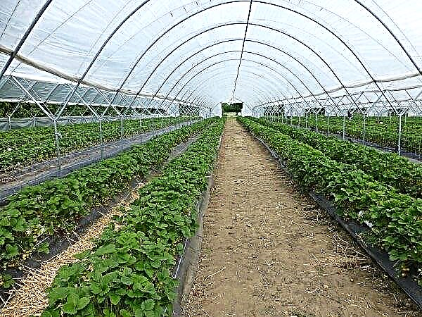 Kramatorsk apprendra à cultiver des légumes verts, des légumes et des fruits