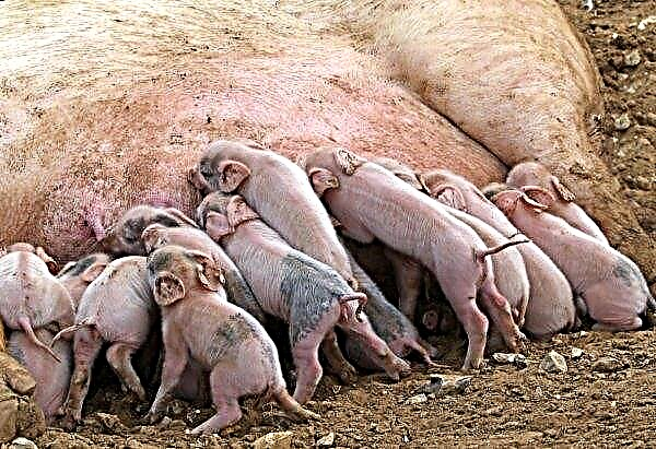 في الصين ، تنمو أعداد الخنازير ببطء ولكن بثبات