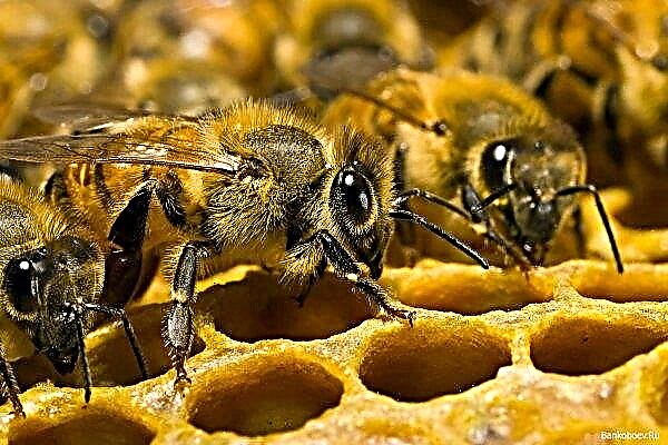 Peternak lebah Bashkir mengharapkan akhir pekan yang sibuk