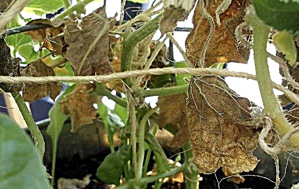 Cultivo de pepinos en un invernadero de policarbonato: características, métodos y tecnologías, reglas y secretos de la atención.