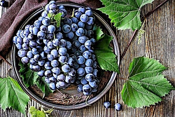 Ukrainian grape producers fear ovary shedding