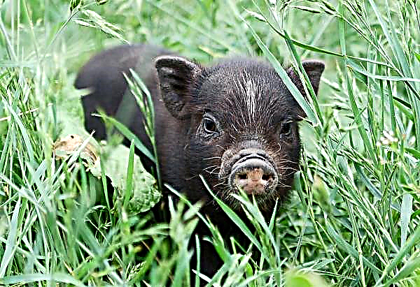 China ist bereit, Schweinezüchtern 700.000 Dollar zu zahlen