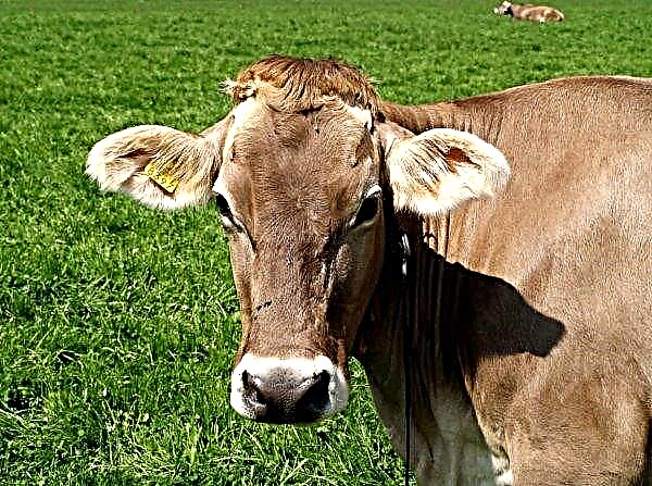 Sapi Holstein menjadi semakin aktif di Rusia