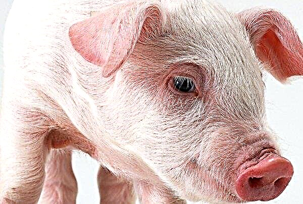Од почетка године, украјински пољопривредни холдинг КСГ Агро продао је око 41,5 хиљада свиња