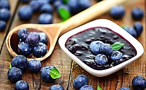 Blueberry: useful properties and contraindications for women during pregnancy, I trimester
