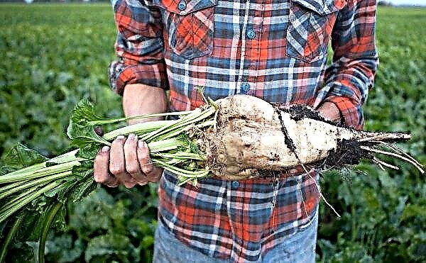 Sugar beet crops in Ukraine did not suffer from cooling