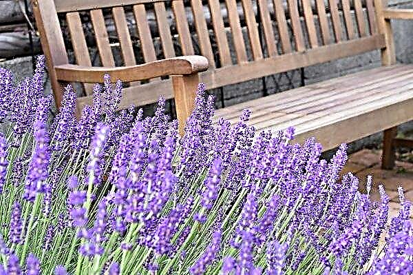 An alternative to lavender is grown in the Kherson region