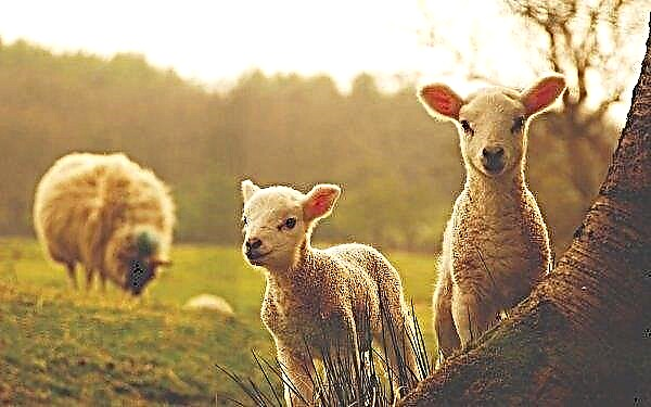 Les bouddhistes donnent des milliers d'agneaux aux familles bouriate