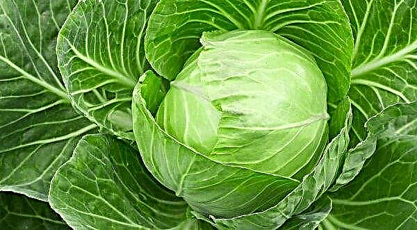 The price tag for Russian cabbage is higher