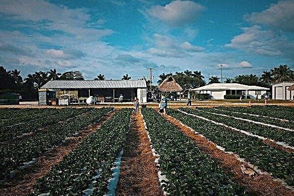 פטריה הורסת יבול תות בפלורידה