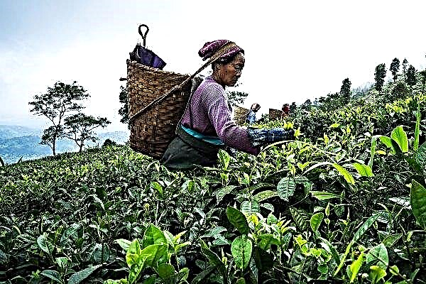 Pequenos produtores de chá de Assam estimam perdas pandêmicas