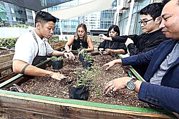 A chef set up a vertical farm in a downtown Philippines