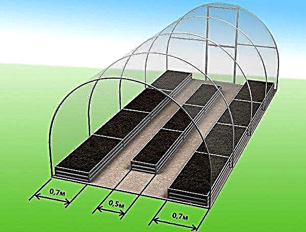 How to make the beds in the greenhouse correctly: schemes, sizes, how to place it with your own hands, photos, video