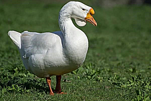 French goose: fast growth