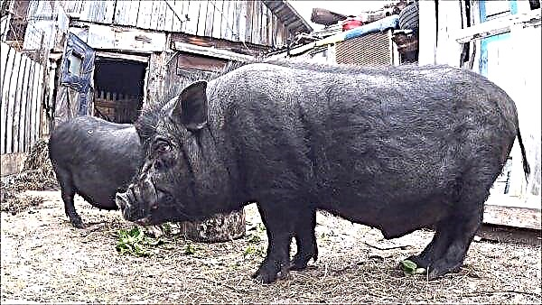 الخنازير الفيتنامية - من المحرمات للسوق الروسية
