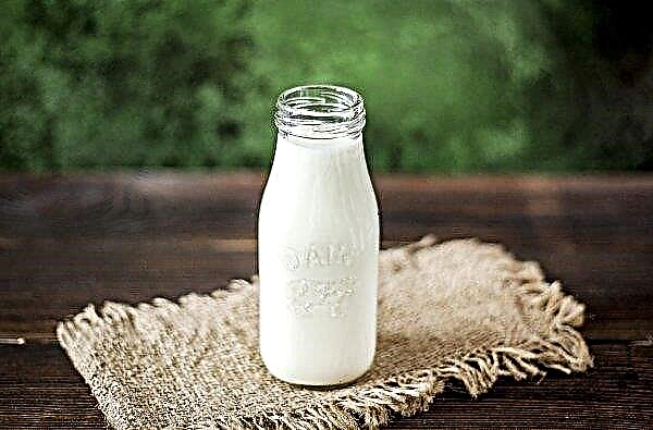 In Neuseeland hat die Milchproduktion zugenommen