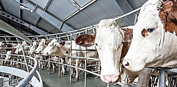 Five new generation dairy farms to appear in Siberia in five years