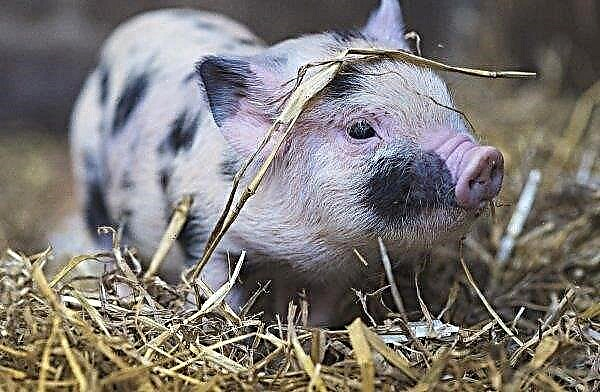 Peternakan babi di tepi pantai dibangkitkan kembali setelah serangan penyakit kaki dan mulut yang masif