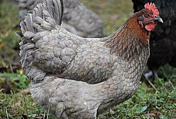 Refugiados sírios na Turquia serão treinados para criar galinhas