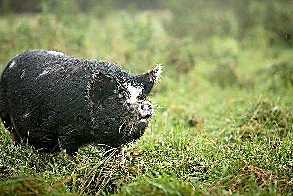 In three years, six new pig farms will appear in the Tver Region