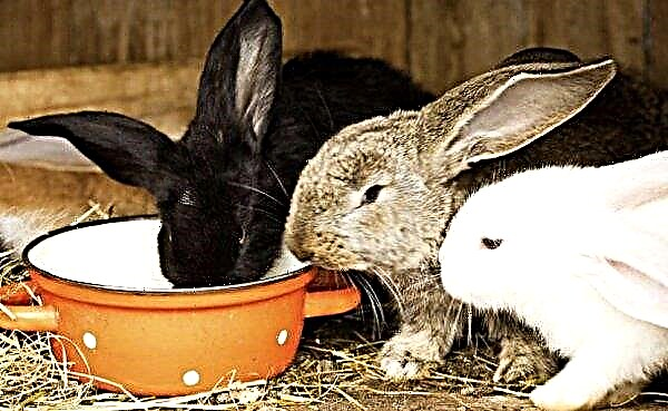 Jod für Kaninchen: Trinkverfahren, Gebrauchsanweisung zur Behandlung und Vorbeugung, Dosierung und Proportionen