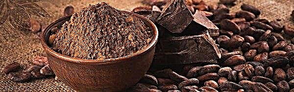 GM cocoa beans may appear in the world