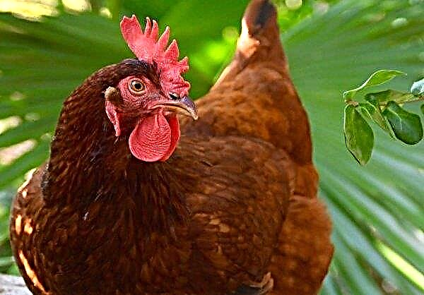Litter of Novgorod chickens will turn into a unique biofertilizer