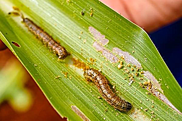 Army worm capitulates after drones attack