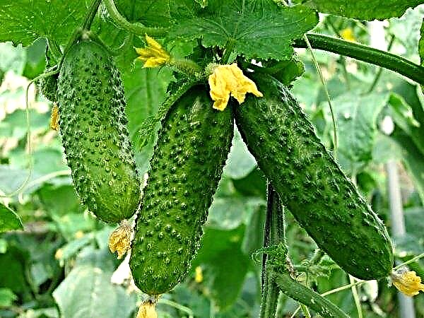 Crimean greenhouses are bursting with cucumber harvest
