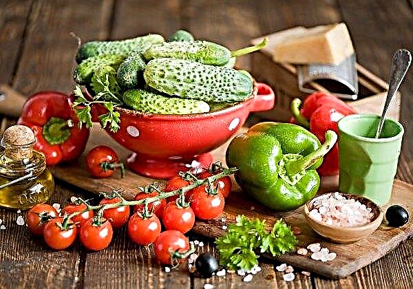 Pepinos e tomates de estufas russas não subirão de preço até o final do ano