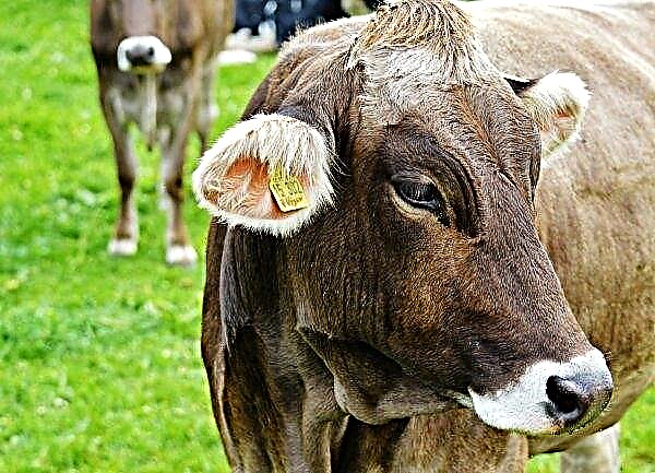 Alimentar vacas russas está se tornando mais caro