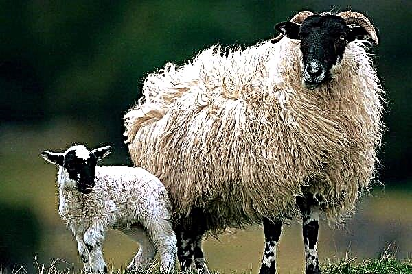 Ukrainassa vähemmän lampaita ja vuohia