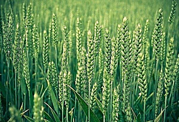 L'Australie a mis à jour ses prévisions pour le blé