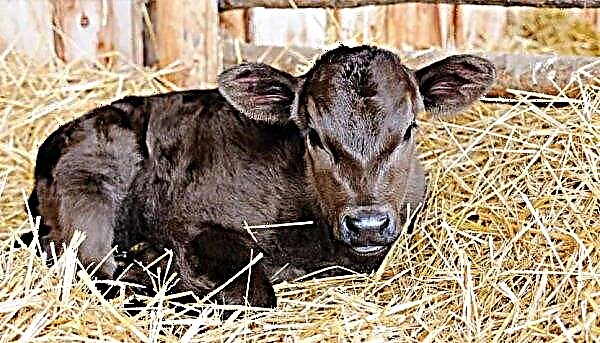 The calf coughs and breathes heavily: why, what to do, what to treat