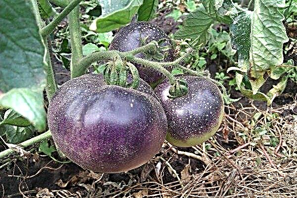 Violette tomater bragt til USA