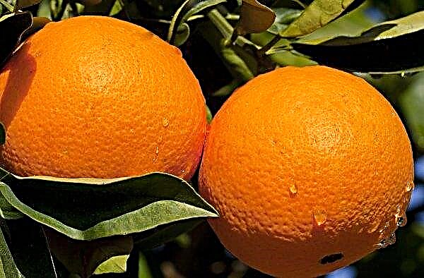 Brasiilia apelsinide saak ületab 20 miljonit tonni