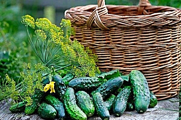 In the Perm region will be held Cucumber Festival