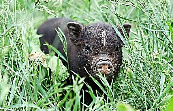 Petani babi Cherkasy berhenti memotong ekor babi