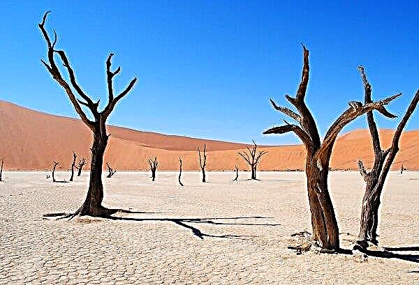 La sequía extrema en Namibia se cobró la vida de 60 mil animales.