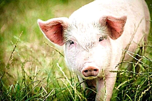 בריטניה משיקה תוכנית חדשה לשיפור בריאות החזירים