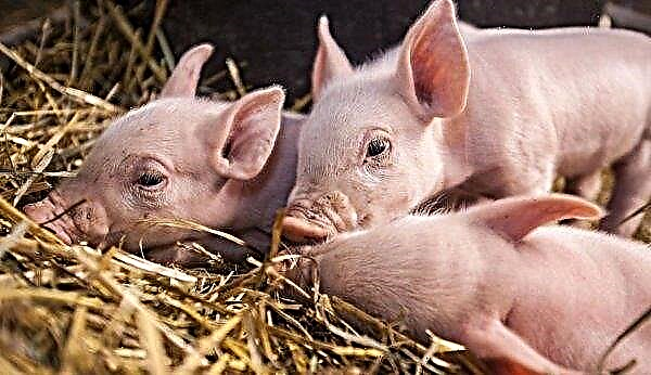 In the United States will begin testing pigs for ASF
