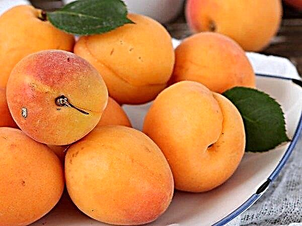 Without ovaries and without leaves: apricot trees of the Dnipropetrovsk region were struck by moniliosis